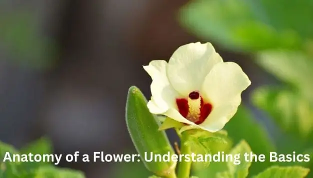 Anatomy of a Flower Understanding the Basics