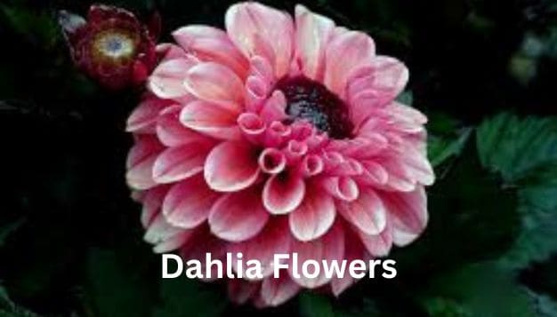 "Dahlia Flowers: A Tapestry of Beauty, Diversity, and Symbolism"