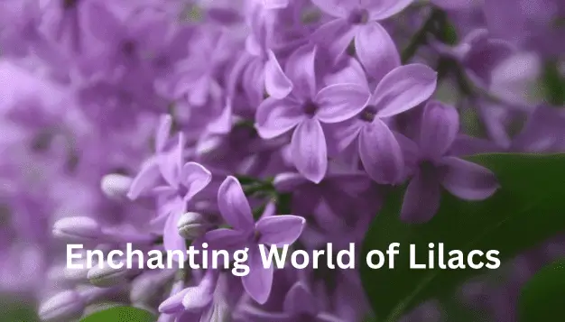 Enchanting World of Lilacs