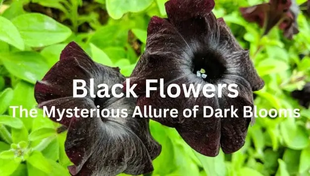 Black Flowers: The Mysterious Allure of Dark Blooms