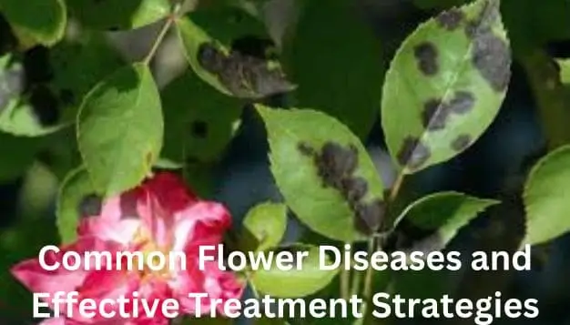 Common Flower Diseases and Effective Treatment Strategies