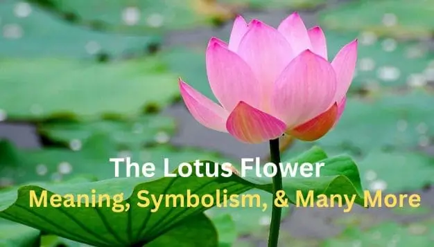 The Lotus Flower: Meaning, Symbolism, & Many More