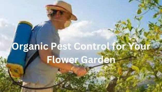 Organic Pest Control for Your Flower Garden