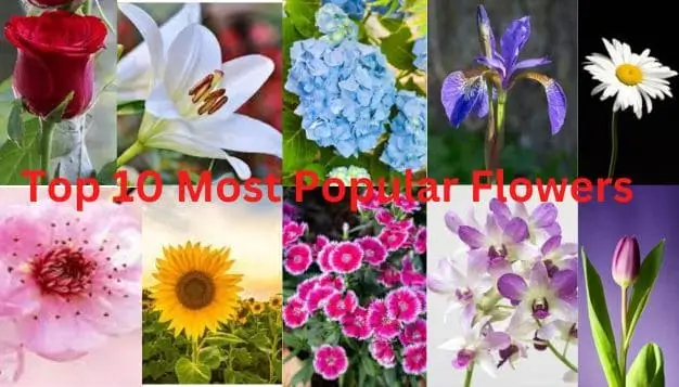 Exploring the Top 10 Most Popular Flowers and Their Meanings