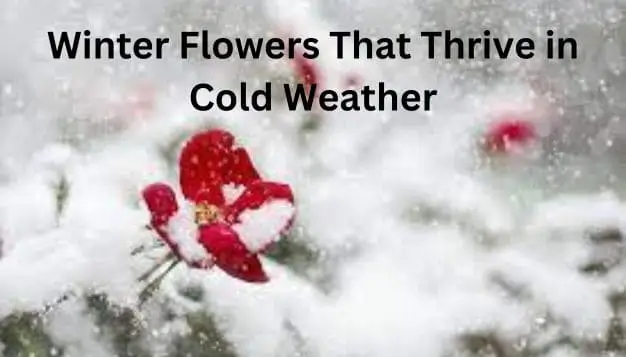 Winter Flowers That Thrive in Cold Weather