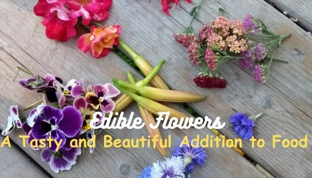 Edible Flowers: A Tasty and Beautiful Addition to Food