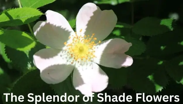 The Splendor of Shade Flowers